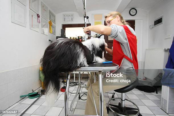 Fofo Terrier Tibetano No Cavalariço - Fotografias de stock e mais imagens de Animal de Estimação - Animal de Estimação, Cão, Cão miniatura