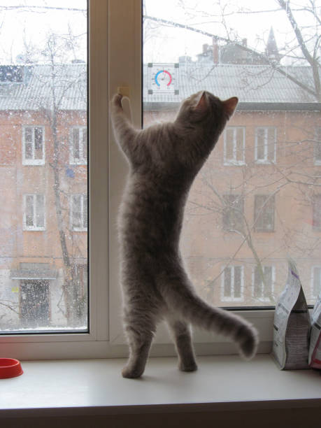 istock young Scottish cat looks at the rain through the window 1375130722