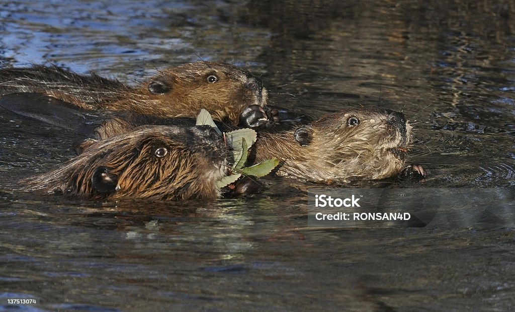 BeaverFamily - Lizenzfrei Kanadischer Biber Stock-Foto