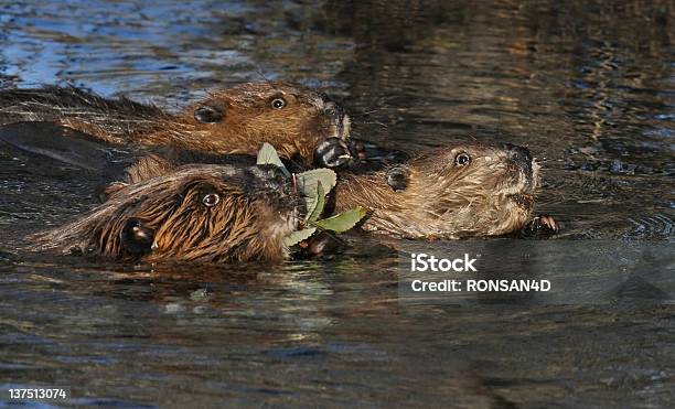 Beaverfamily - Fotografias de stock e mais imagens de Castor da América do Norte - Castor da América do Norte, Alasca, Animal