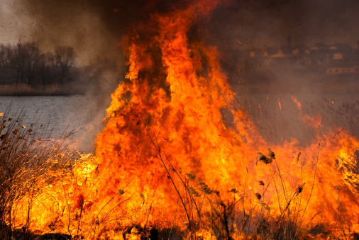 dry burning plants on the nature