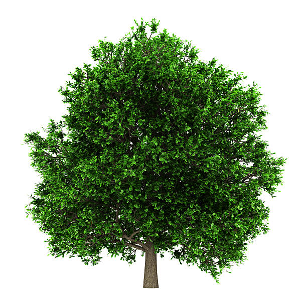 istock pedunculate oak tree isolated on white background 137513544