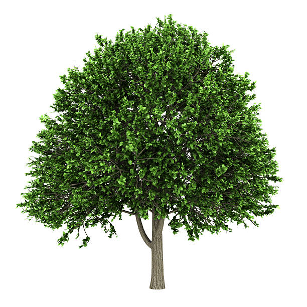american elm tree isolated on white background american elm tree isolated on white background elm tree stock pictures, royalty-free photos & images