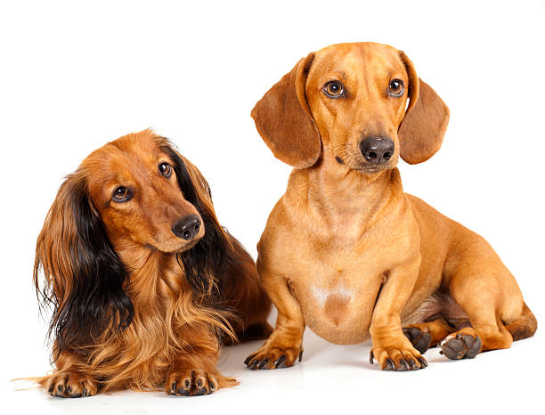 Dachshund Dog Stock Photo - Download Image Now - Long Haired Dachshund,  Dachshund, Long Hair - iStock