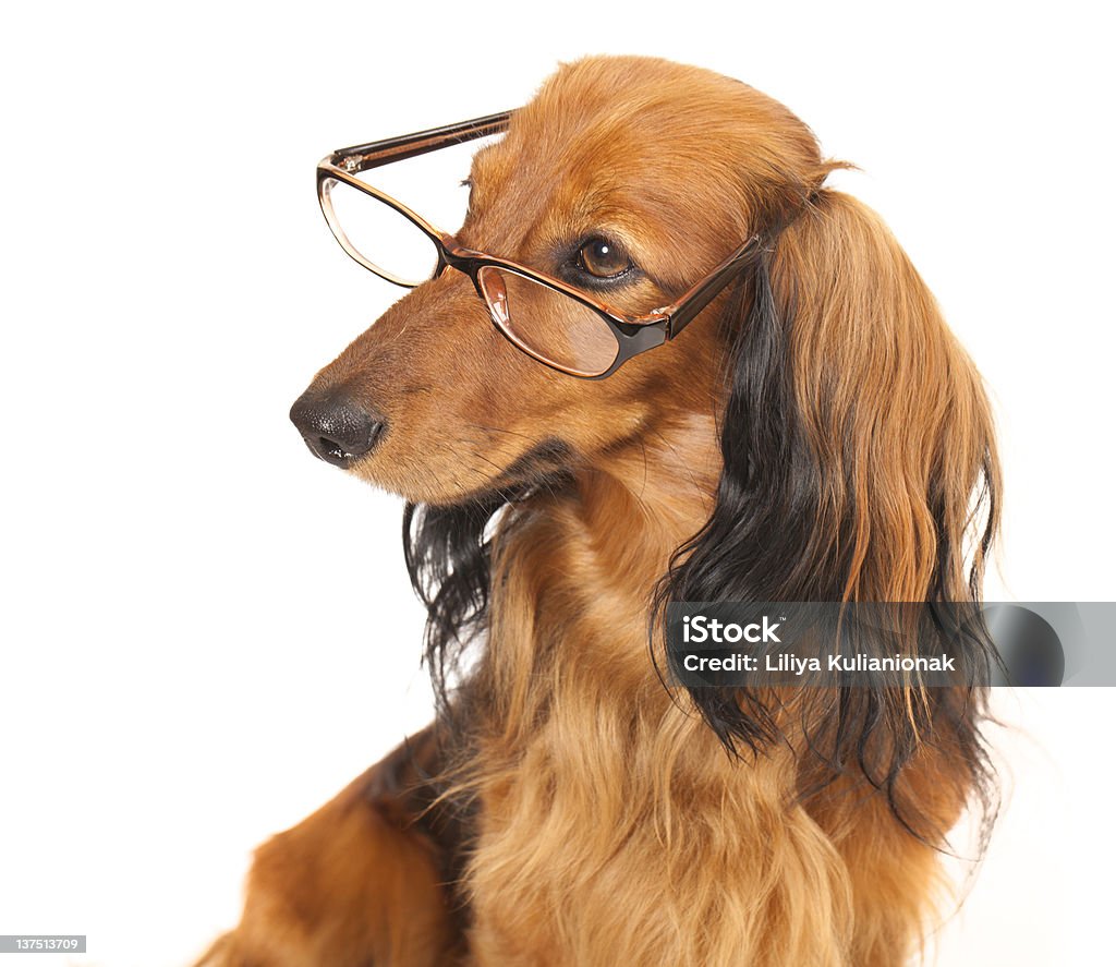 dachshund longhaired - Foto de stock de Gafas libre de derechos