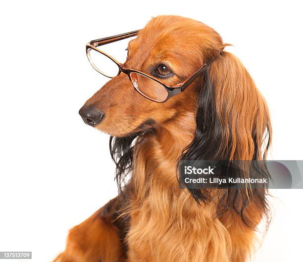 Dachshund Longhaired Foto de stock y más banco de imágenes de Gafas - Gafas, Perro tejonero, Amistad