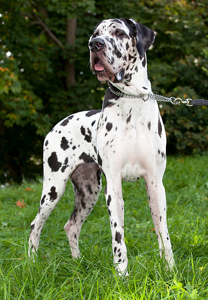 istock Great Dane HARLEQUIN black-and-white 137513726