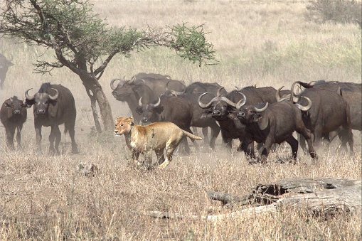 African buffalo herd chasing away attacking lion in the Serengeti