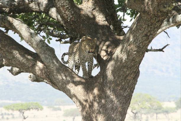 istock Leopard standing in tree in the Serengeti 1375137276