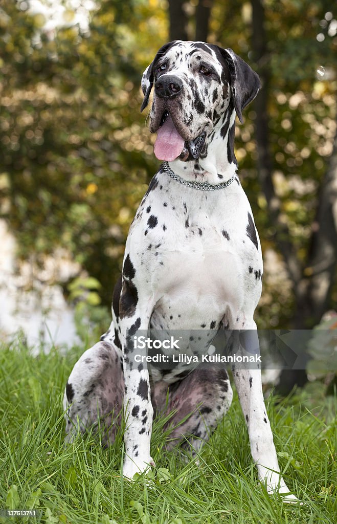 Great Dane HARLEQUIN great black-and-white dog in an outdoor Great Dane Stock Photo