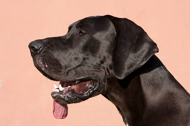 Great Dane portrait of a black Great Dane, close-up dane county stock pictures, royalty-free photos & images
