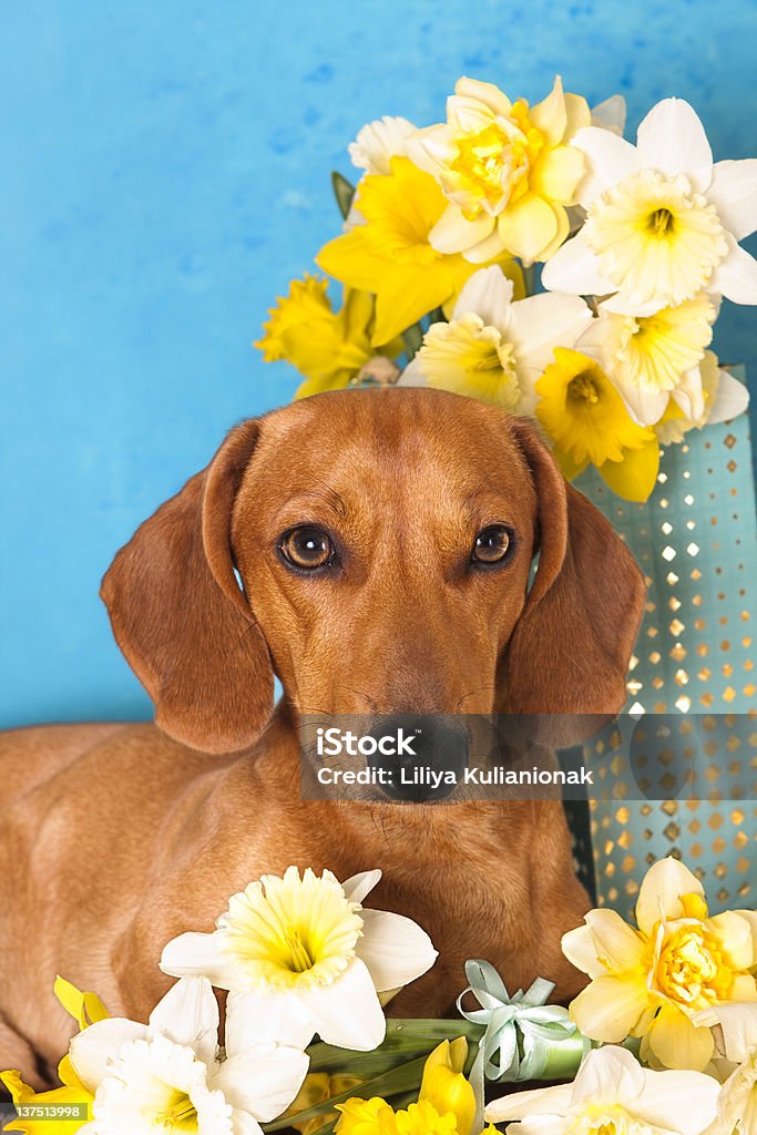 yellow daffodils y de perro dachshund - Foto de stock de Adulación libre de derechos
