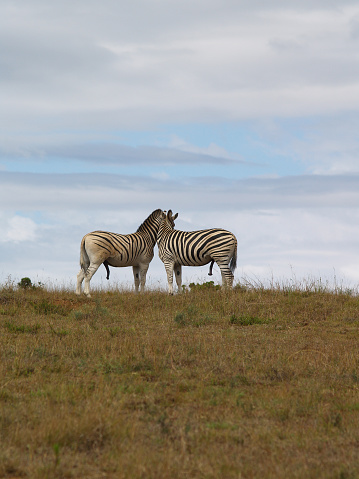 Two affectionate Zebras