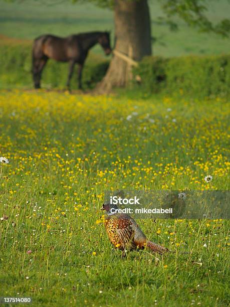 Faisão - Fotografias de stock e mais imagens de Ao Ar Livre - Ao Ar Livre, Campo agrícola, Cavalo - Família do Cavalo