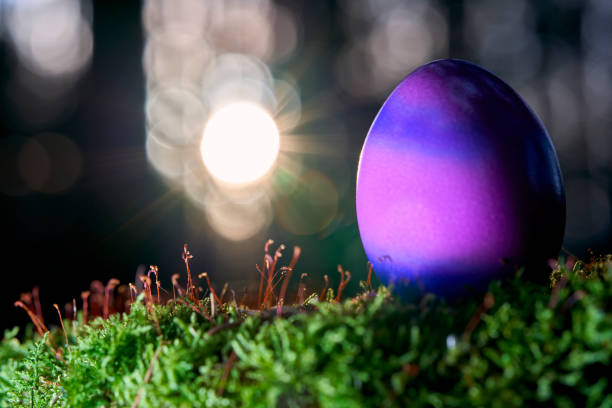 istock 1 blue purple Easter egg in the nature. Organic product on mossy tree stump in forest. Bright sun rays in depth blur. 1375144700