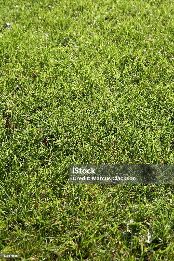 鮮やかなグリーンの芝生 - ガーデニングのロイヤリティフリーストックフォト