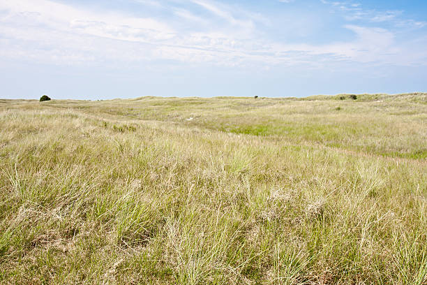 istock Dune landscape at the Dutch coast 137514530