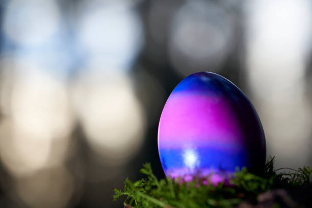 1 blue purple Easter egg in the nature. Organic product on mossy tree stump in forest. Bright bokeh in the backlight.