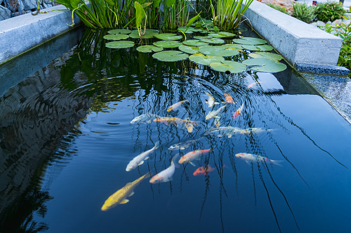 Rectangular homemade concrete pond with young colorful carps and water flowers as a backyard design element. Country lifestyle