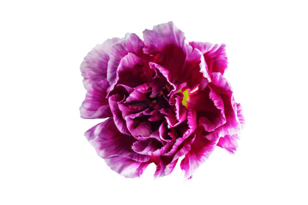 istock Fresh flowers carnation on a white isolated background 1375157255