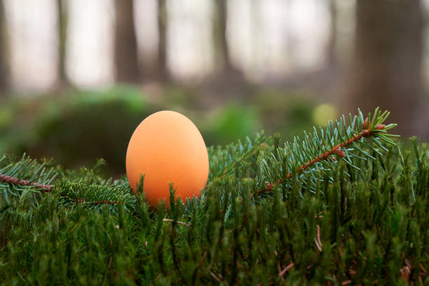 istock 1 brown easter egg in the wild. Organic product on green moss in the forest. Depth blur. 1375157300