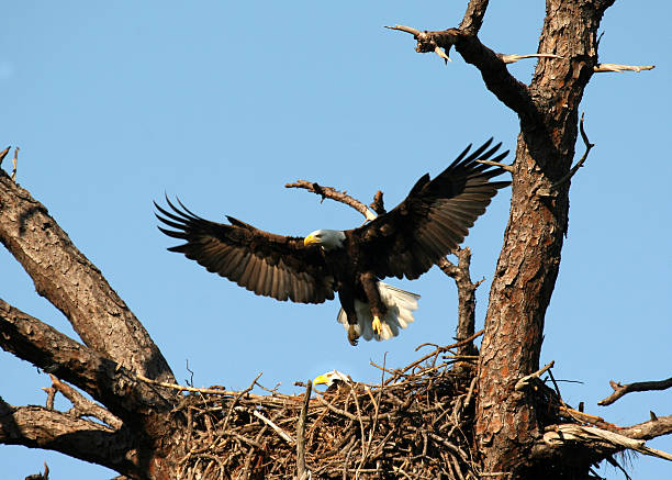 Bald Eagles at nesting sight stock photo