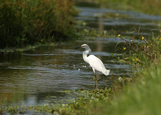 Snowy Egret hunting for food in stream stock photo