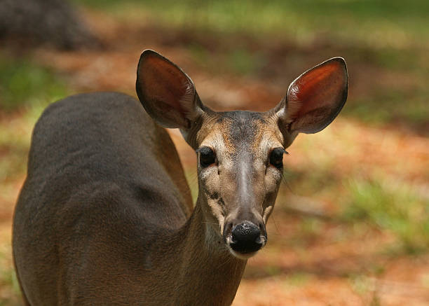 White tail deer looking at camera close up stock photo