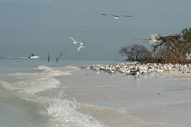 Florida beach with Royal Tern colony stock photo