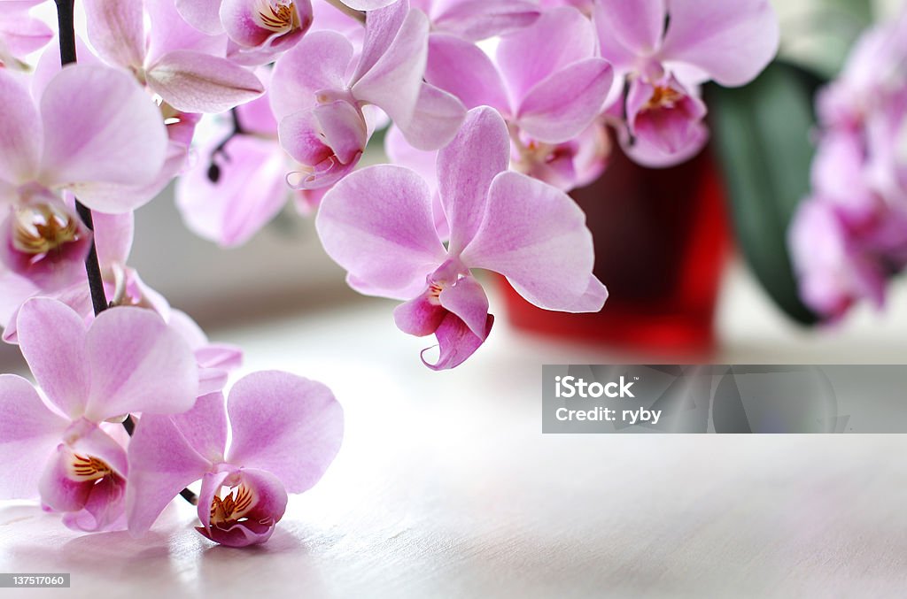 Pink orchid Pink orchid in a flowerpot Backgrounds Stock Photo