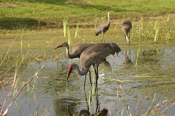 Sandhill Crane family feeding in pond stock photo