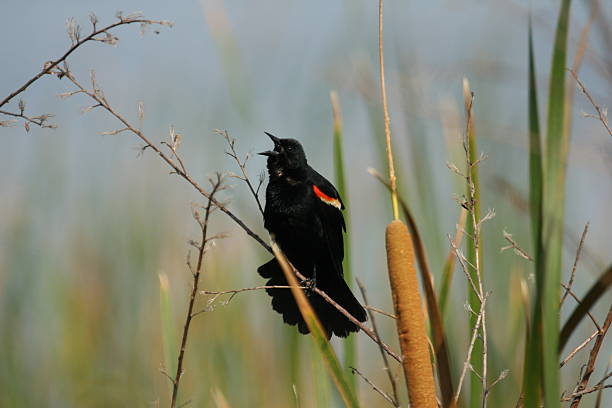 Redwinged Blackbird perching on reeds stock photo