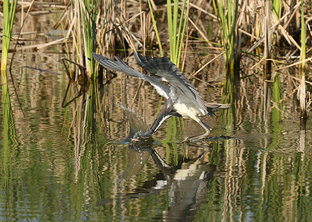 Tricolor Heron searching for food stock photo
