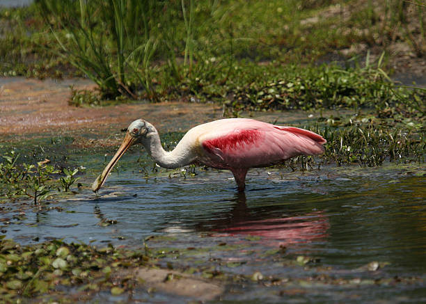 Spoonbill (Roseate) feeding in stream stock photo