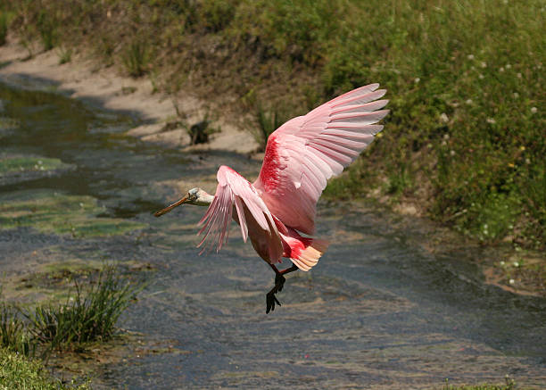 Spoonbill (Roseate) landing on creek bank stock photo