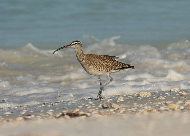 Whimbrel searching for food on the beach stock photo