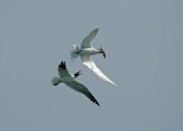 Laughing Gull trying to steal fish from Royal Tern stock photo