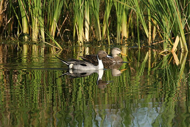 Northern Pintail ducks stock photo