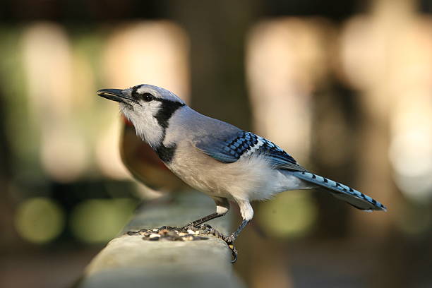 Bluejay eating seeds on railing stock photo