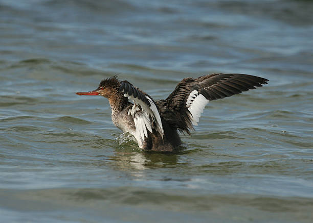 Red Breasted Merganser with wings spread stock photo