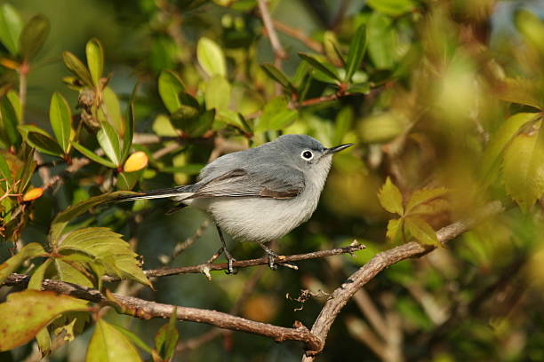 Blue-Gray Gnatcatcher perched in tree stock photo