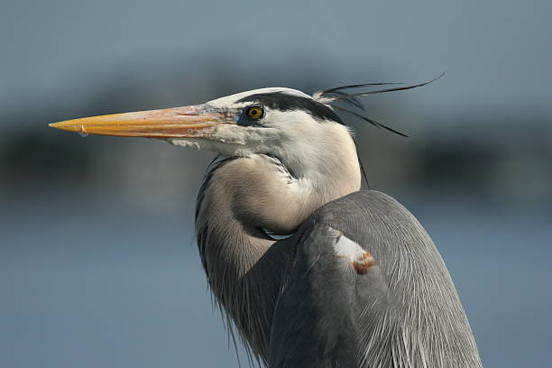 Great Blue Heron stock photo