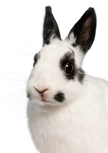 istock Close-up of Dalmatian rabbit, 2 months old, Oryctolagus cuniculus 137517661