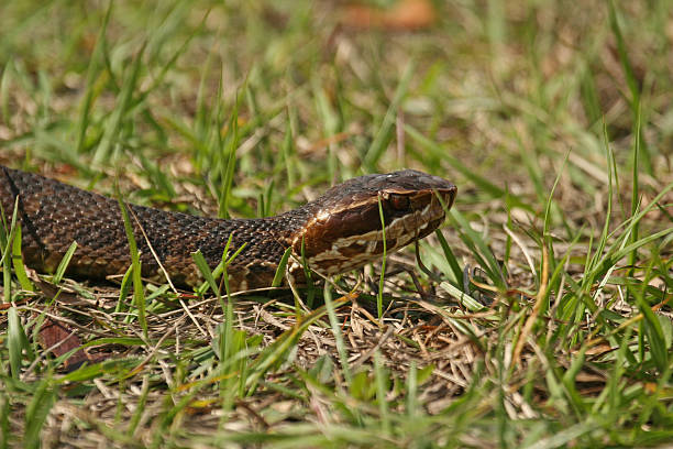 istock Florida Cottonmouth snake 137517724