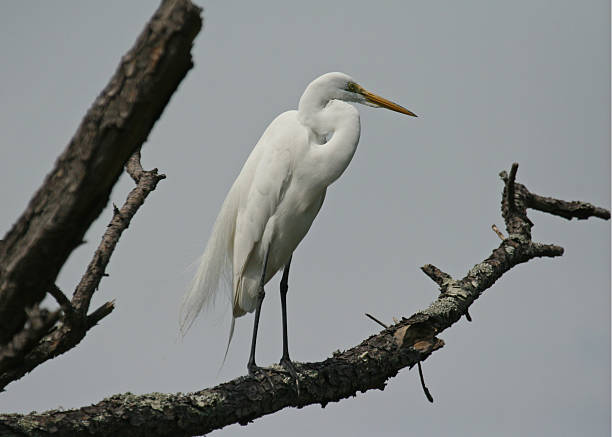 Great Egret sitting on tree branch stock photo