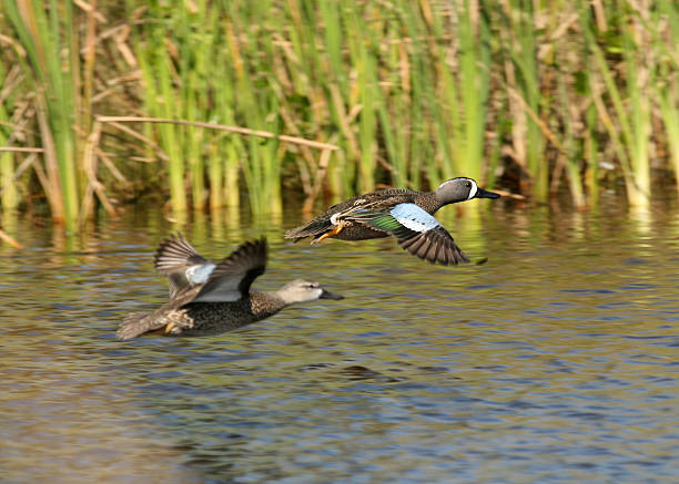 Blue-winged Teals in flight stock photo