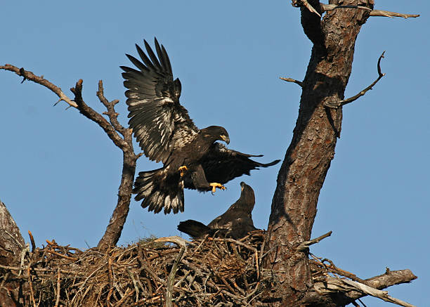 Young bald eagles in nest stock photo