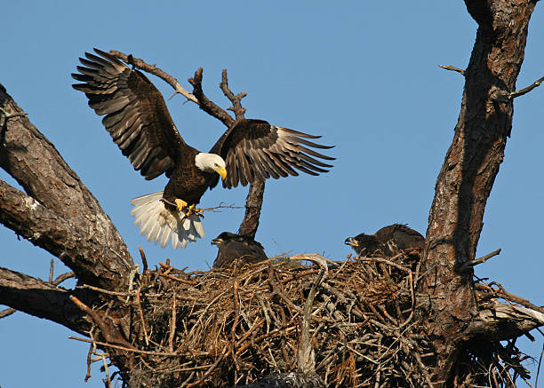 Bald Eagle arriving at nest with 2 Eaglets stock photo