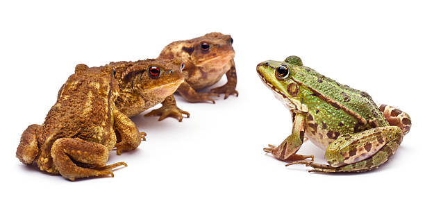 istock Common European frog, Rana kl. Esculenta, facing toads 137518264