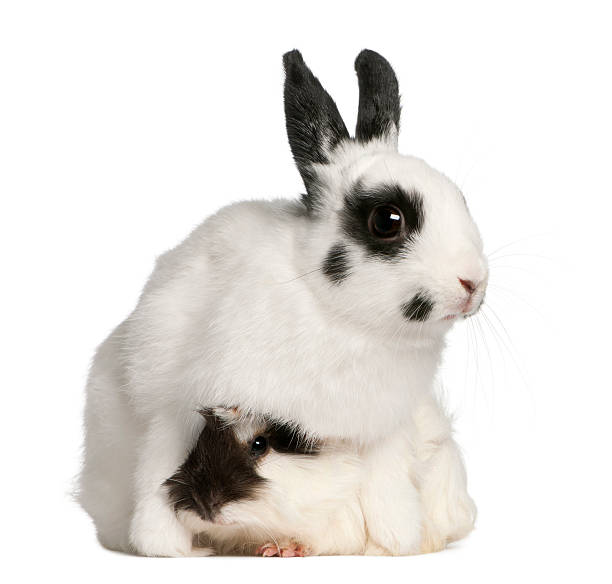 istock Dalmatian rabbit, 2 months old, and an Abyssinian Guinea pig 137519679
